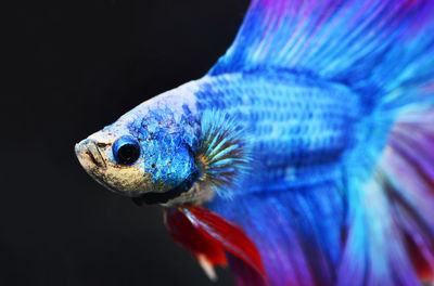 Close-up of blue siamese fighting fish in tank