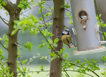 Bird perching on a tree