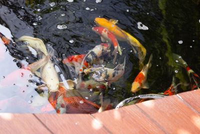 Fish swimming in a lake