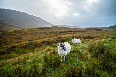 Sheep on field against sky