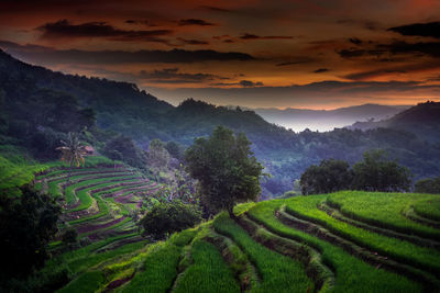 Sunset at sekotong rice fields lombok