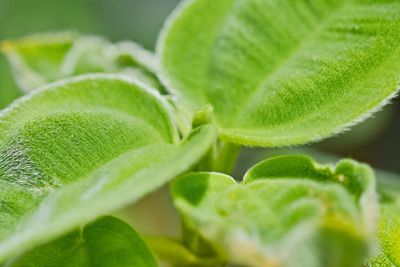 Close-up of leaves