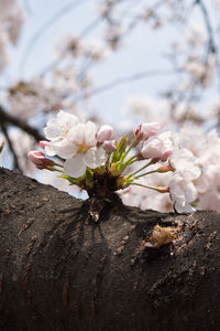 Close-up of cherry blossoms in spring