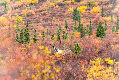 View of deer in forest during autumn