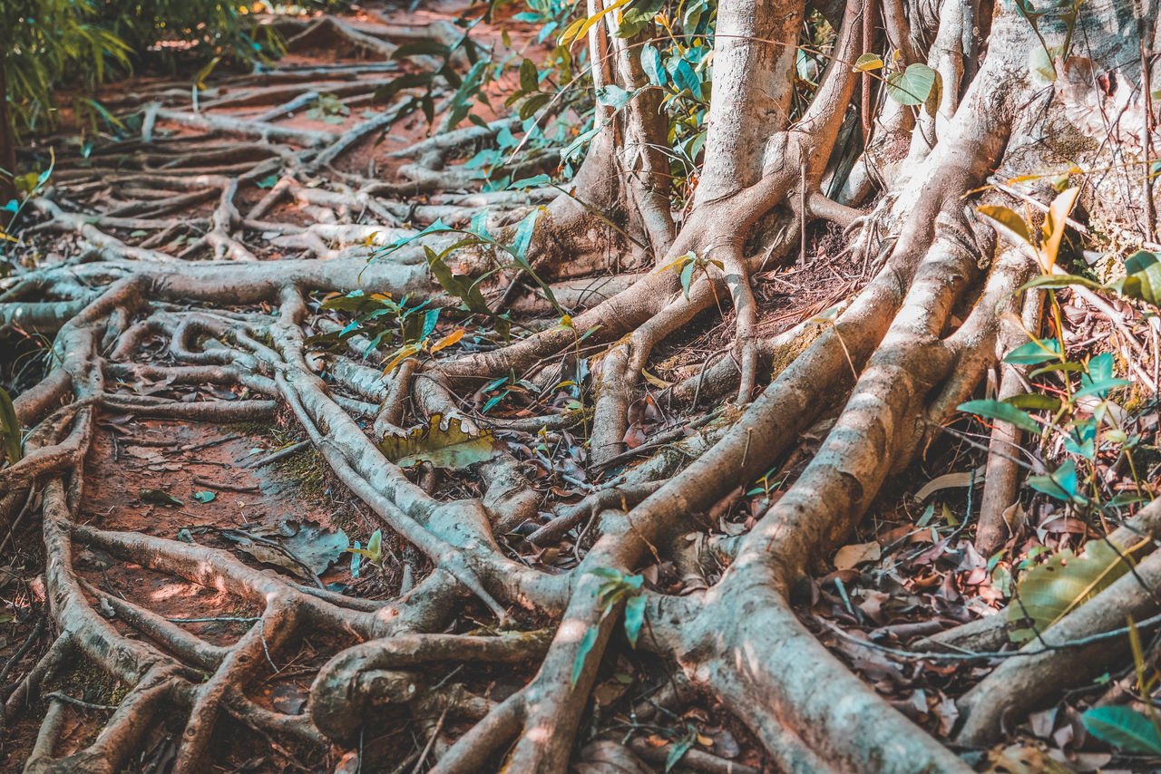 TREE IN FOREST