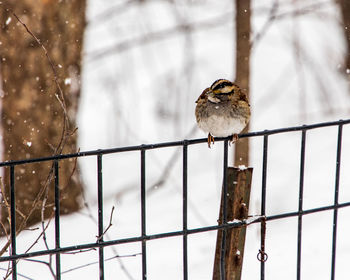Bird perching on metal fence during winter