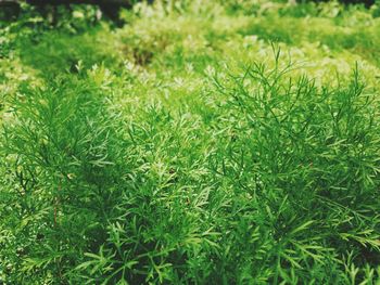 Full frame shot of plants on field