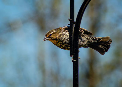 Low angle view of bird perching on metal pole