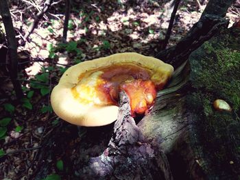 Close-up of mushrooms on tree trunk