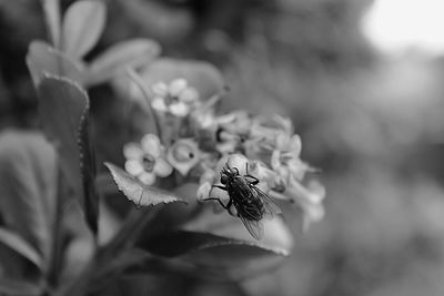 Close-up of bee on flower