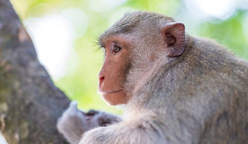 Close-up of a monkey looking away