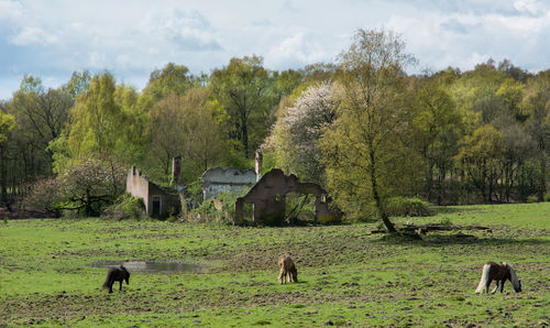 Horses grazing on grassy field