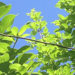 Close-up of green leaves against blue sky