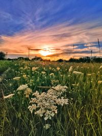 Scenic view of field against sky during sunset