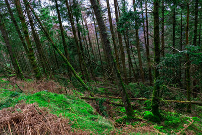 Trees growing in forest