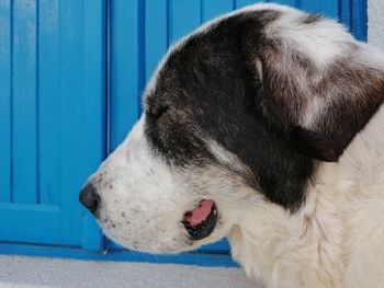 Close-up of a dog looking away