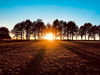 Silhouette trees on field against sky at sunset