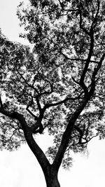 Low angle view of silhouette tree against sky