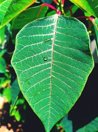 Close-up of green leaf