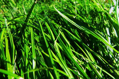 Full frame shot of fresh green grass