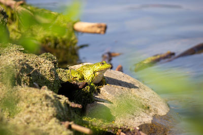 Close-up of frog on rock