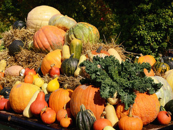 Close-up of pumpkins during autumn