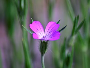 Close-up of pink flower