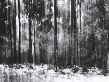 Close-up of snow covered trees