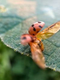 Close-up of ladybug on leaf