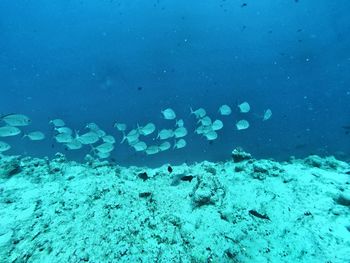 Fish swimming undersea