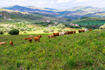 View of sheep on landscape