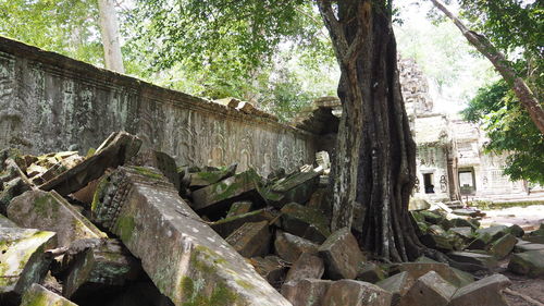 Damaged tree trunk