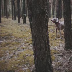 Trees in forest