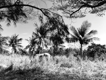 Trees on field against sky