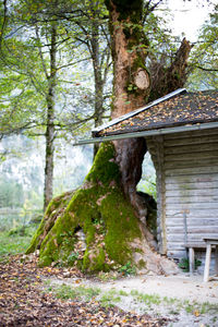 Trees against built structure