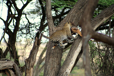 Leopard with prey climbing on tree