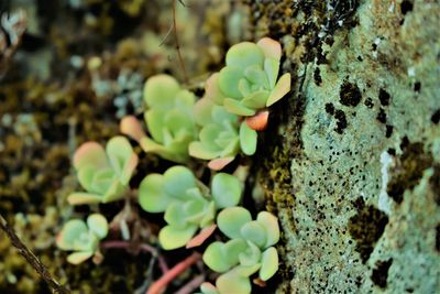 Close-up of moss growing on tree trunk