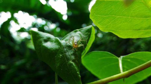 Close-up of insect on plant