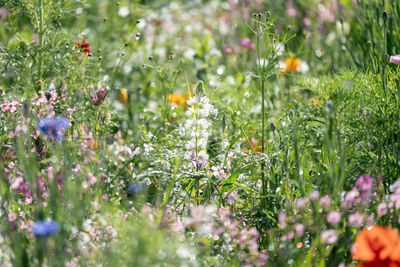 Close-up of purple flowering plants on field