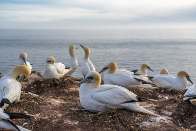 Swans on beach