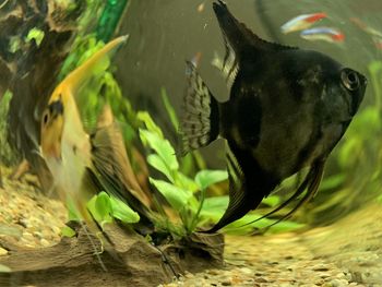 Close-up of fish swimming in sea