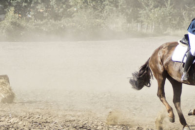 View of a horse on dusty land