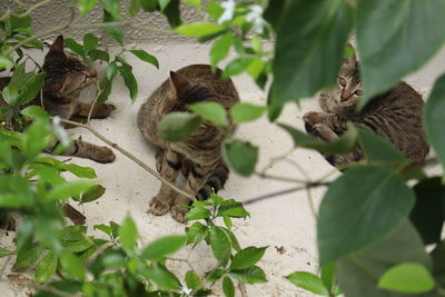 High angle view of cats and plants