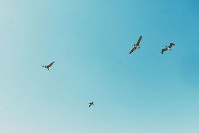 Low angle view of birds flying in sky