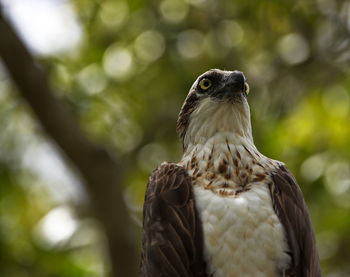 Close-up of a bird