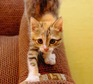 High angle view of cute cat sitting on sofa