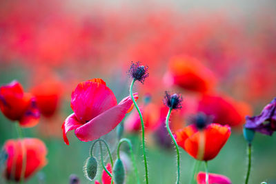 Close-up of pink flowering plant