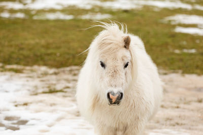 Portrait of white dog on field