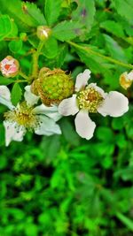 Close-up of white flowers