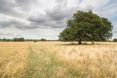 Scenic view of agricultural field against sky